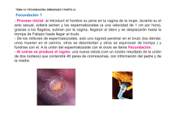 Fecundaci&oacute;n 1 - Proceso inicial: al introducir el hombre su pene en