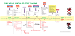 Sinopsis del Control del tono vascular ben copia