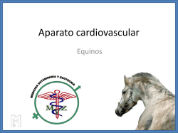 Aparato cardiovascular
