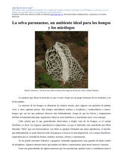 La selva paranaense, un ambiente ideal para los hongos y los