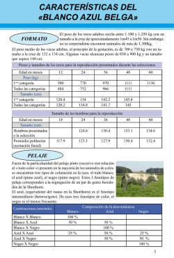 caracter&iacute;sticas del &laquo;blanco azul belga