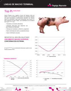 LINEAS DE MACHO TERMINAL