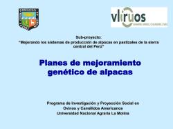 Planes de mejoramiento gen&eacute;tico de alpacas