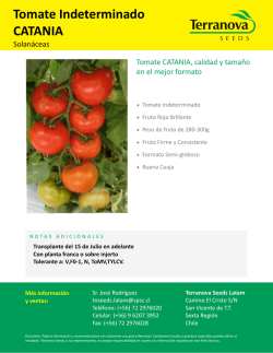 Descargar ficha t&eacute;cnica Tomate CATANIA