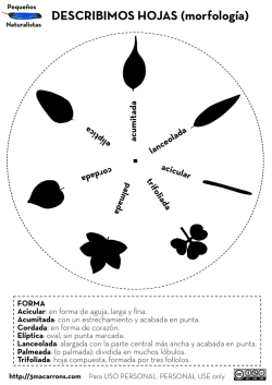 DESCRIBIMOS HOJAS (morfolog&iacute;a)