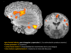 &bull;giro frontal inferior, pars triangular y opercular:1 ( Su estimulaci&oacute;n