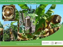 Mal de panam (Fusarium oxysporum f. sp. cubense) Raza 4 Tropicala