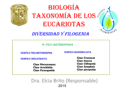 Taxonom&iacute;a de los eucariotas diversidad y filogenia filo arthropoda