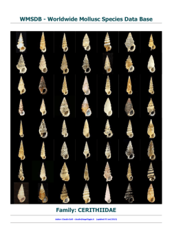 Family: CERITHIIDAE