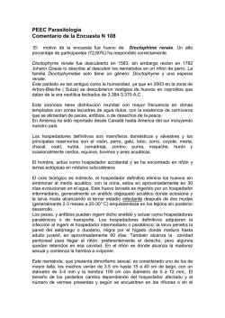 Dioctophyma renale (Goeze, 1782) es un nem&aacute;todo que en el