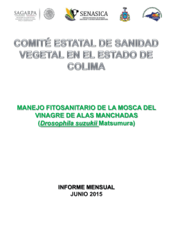 fisico manejo fitosanitario de la mosca del vinagre de alas manchadas