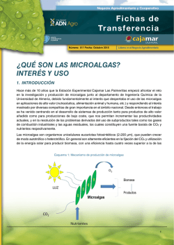 &iquest;Qu&eacute; son las microalgas?