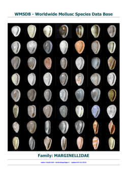 Family: MARGINELLIDAE