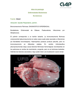 Atlas de patolog&iacute;a Enfermedades Bacterianas Bordetelosis Fuente