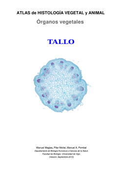 Descargar el tallo en pdf - Atlas de Histolog&iacute;a Vegetal y Animal