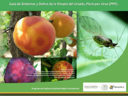 Viruela del ciruelo - Comit&eacute; Estatal de Sanidad Vegetal de Sonora
