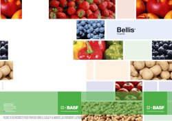 Folleto Bellis