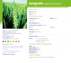 oregrain trigo de invierno