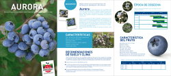 Aurorase - Hortifrut