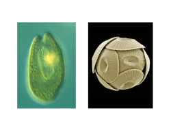 Cryptophyceae - Primnesiophyceae