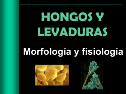 hongos