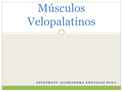 M&uacute;sculos Velopalatinos