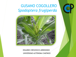 PLAGAS M&Aacute;S COMUNES EN MA&Iacute;Z 