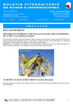 Bolet&iacute;n n&ordm; 8 - Junta de Extremadura