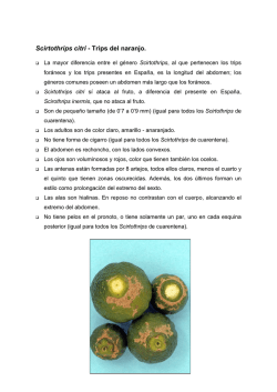 Scirtothrips citri - Trips del naranjo.