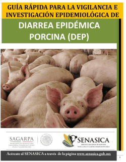 diarrea epid&eacute;mica porcina (dep)