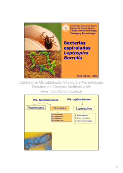 Bacterias espiraladas Leptospira Borrelia