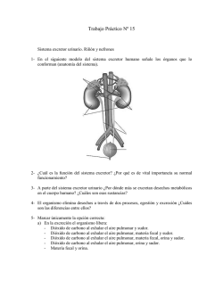 TP 15 Sistema excretror urinario