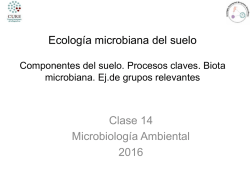 Bacterias fijadoras de Nitr&oacute;geno: Filo Proteobacteria