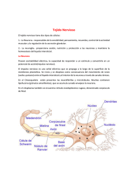Tejido Nervioso