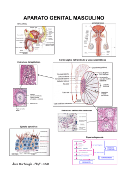 APARATO GENITAL MASCULINO