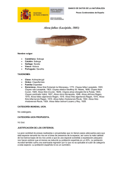 Alosa fallax (Lac&eacute;p&egrave;de, 1803)