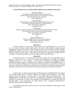 A new species of Calyptranthes (Myrtaceae)