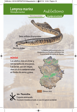 Lamprea marina - Pesca y rios extremadura