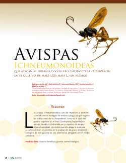 Avispas Ichneumonoideas que atacan al gusano cogollero en el