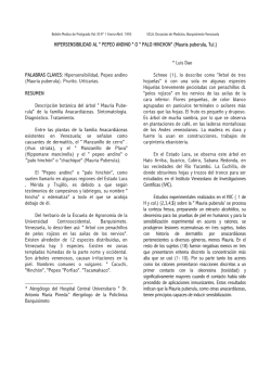 " PEPEO ANDINO " O " PALO HINCHON"